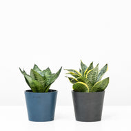 Green Dwarf Sansevieria in Ecopots