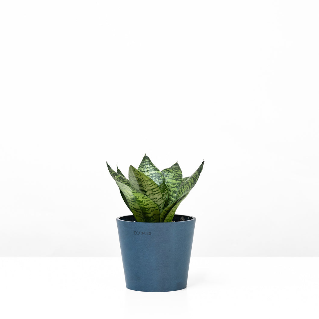 Green Dwarf Sansevieria in Ecopots