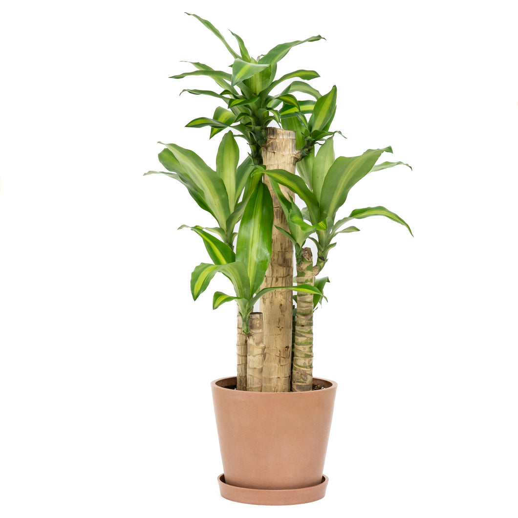 is fortune plant indoor or outdoor Fortune Plant (S) in Ecopots – Shopleaf Plant Studio
