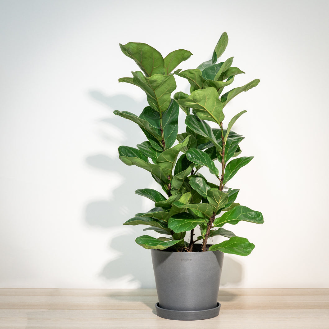 3in1 Fiddle Leaf Fig 'Bambino' (M) in Ecopots