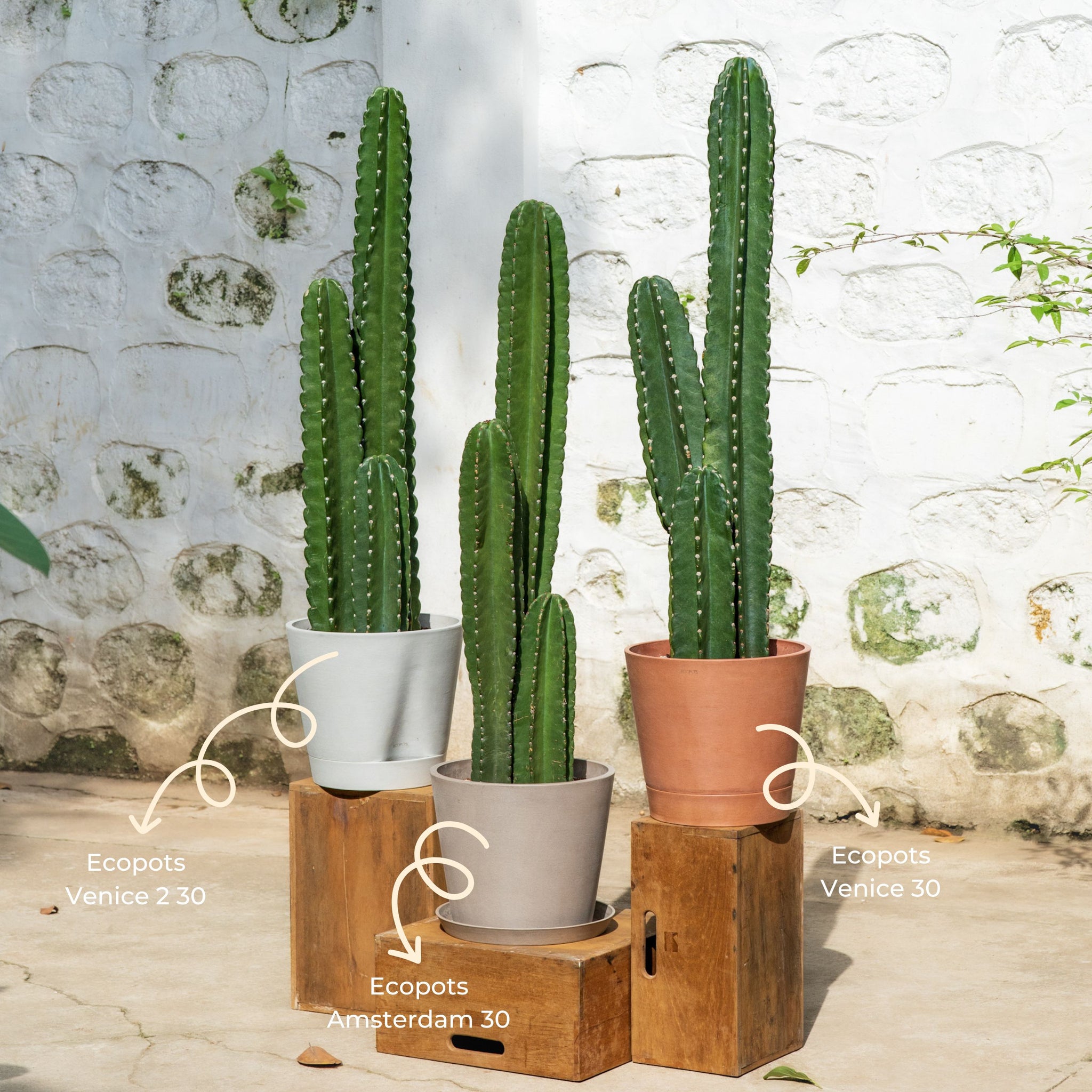 types of cactus in the philippines Peruvian Cactus (L) in Ecopots – Shopleaf Plant Studio