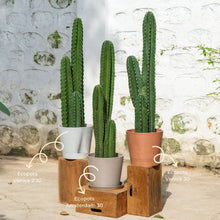 Load image into Gallery viewer, Peruvian Cactus (L) in Ecopots