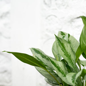 Aglaonema Silver Bay (L) in Ecopots