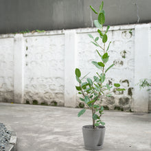 Load image into Gallery viewer, Ficus Audrey (L1)