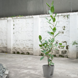 Ficus Audrey (L1)