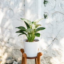 Load image into Gallery viewer, Philodendron Birkin (M) in Shopleaf Aroid Mix