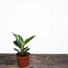 将图片加载到图库查看器，Philodendron Birkin (S) in Nursery Pot