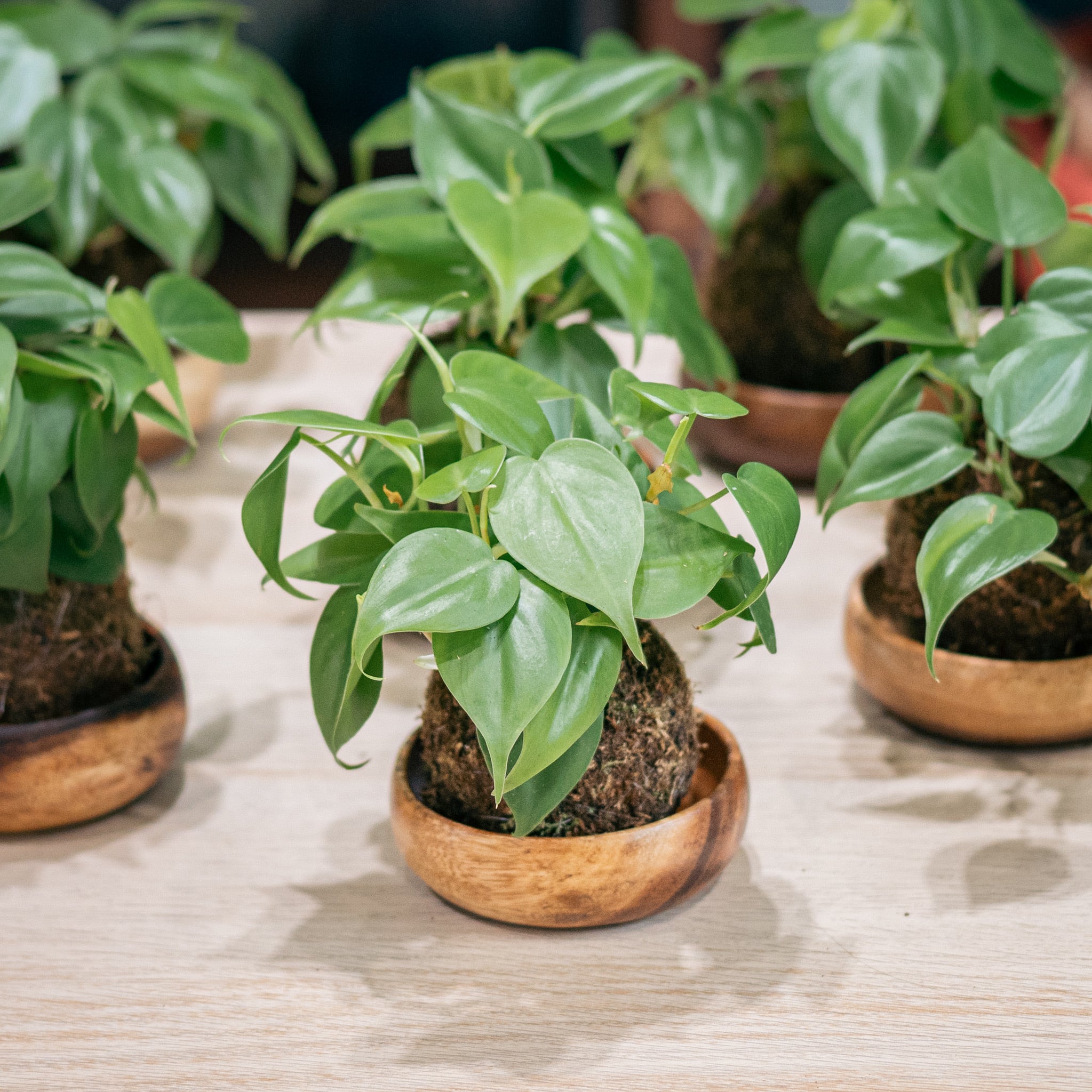 kokedama philodendron Heartleaf Kokedama