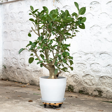 Ficus Audrey (XL2)
