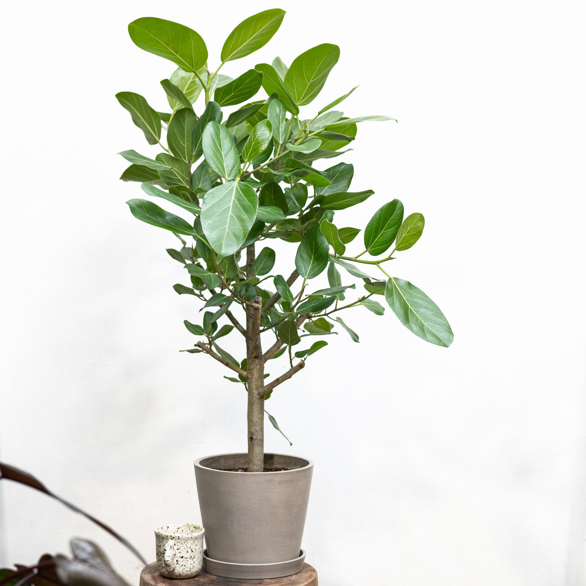 Ficus Audrey (M2) in Ecopots – Shopleaf Plant Studio