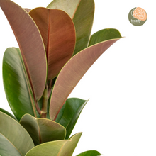 Load image into Gallery viewer, Ficus Sofia (S) in Ecopots