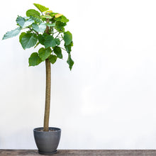 Load image into Gallery viewer, Ficus umbellata