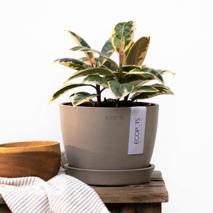3in1 Rubber Tree ‘Tineke’ (S)