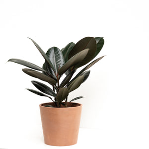 3in1 Black Prince Rubber Tree (XS)