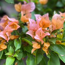 Load image into Gallery viewer, Bougainvillea