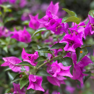 Bougainvillea