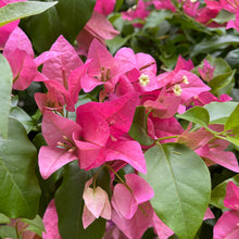 Load image into Gallery viewer, Bougainvillea