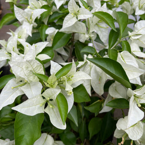 Bougainvillea