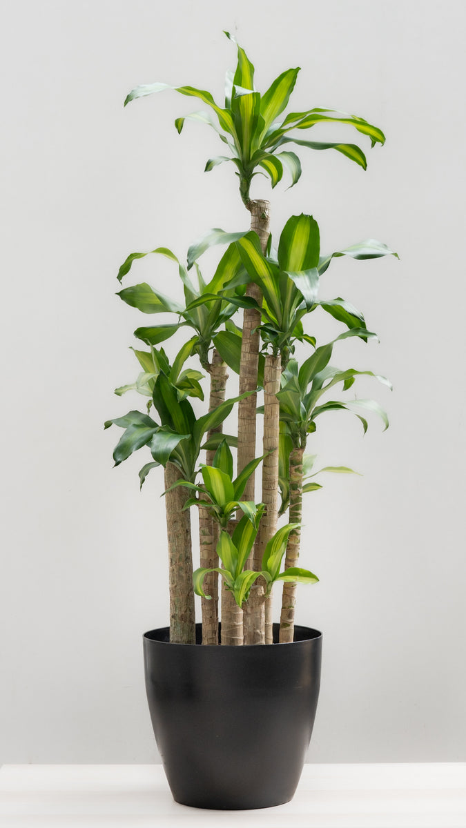 Fortune Plant (XL) in Ecopots – Shopleaf Plant Studio