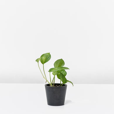 Global Green Pothos (XS)