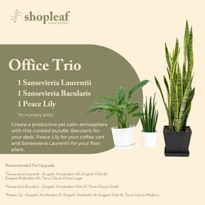 Office Trio