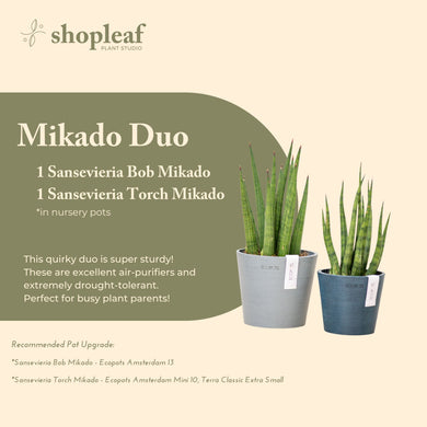 Sansevieria Mikado Duo