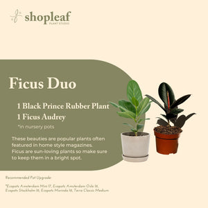 Ficus Duo