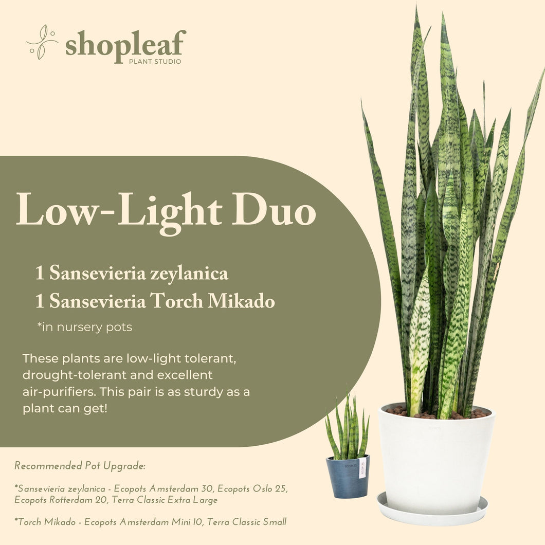 Low-Light Duo