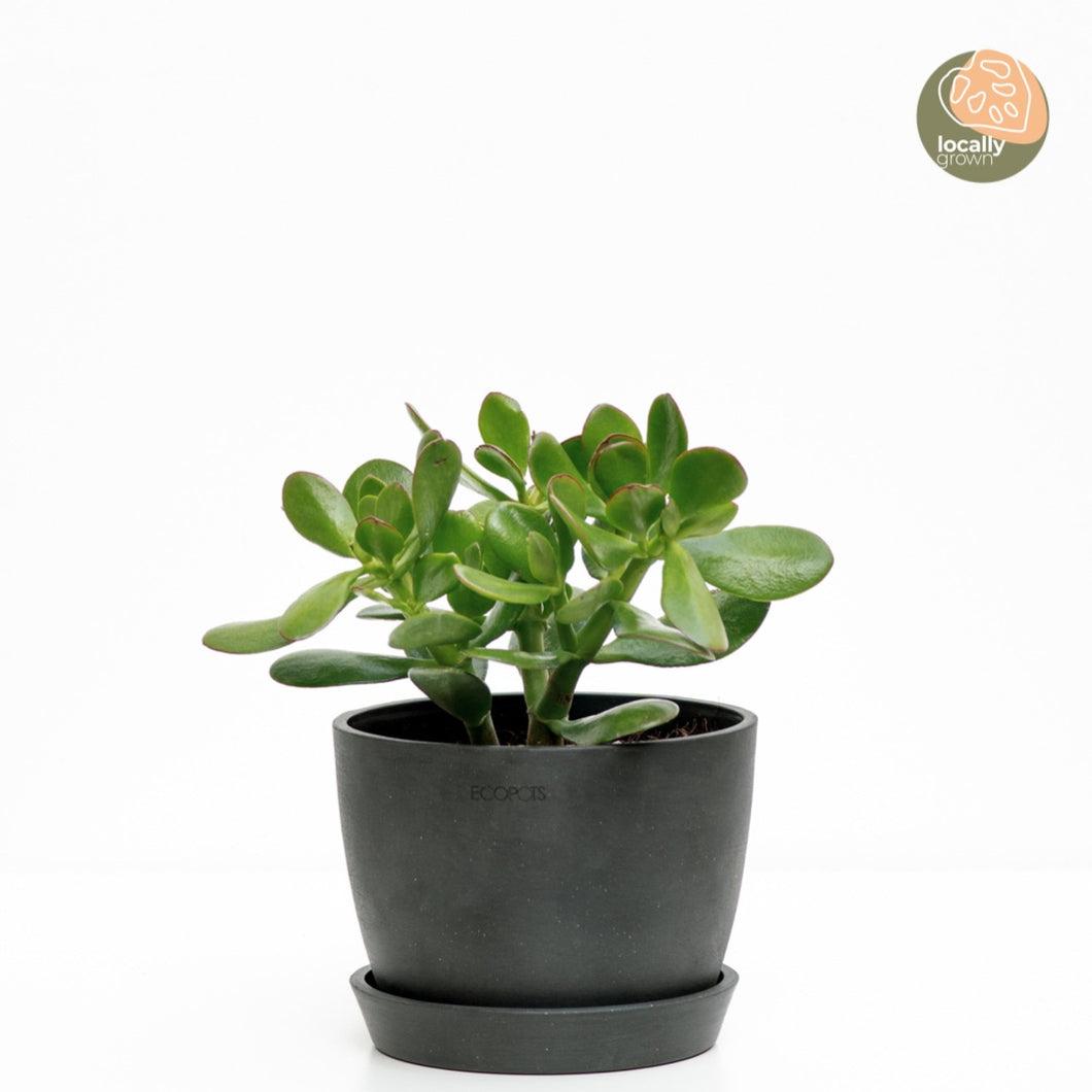 jade plant in tagalog Jade Plant (M) in Nursery Pot – Shopleaf Plant Studio