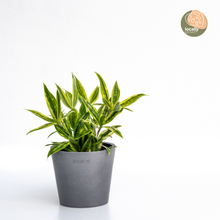 Load image into Gallery viewer, Gold Dust Dracaena (S) in Ecopots