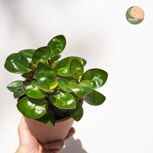 Load image into Gallery viewer, Peperomia Red Margin (M) in Ecopots