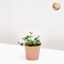 Load image into Gallery viewer, Peperomia Hope (S)