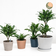 Load image into Gallery viewer, Dracaena Janet Craig (S) in Nursery Pot