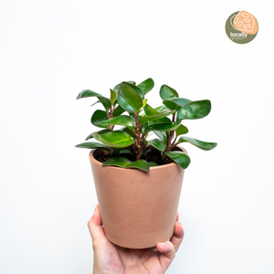 Peperomia Red Margin (M) in Ecopots