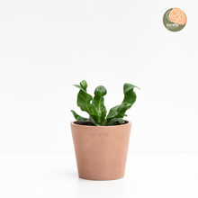 Load image into Gallery viewer, Cobra Fern (XS) in Ecopots