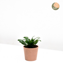 Load image into Gallery viewer, Dracaena Janet Craig (S) in Nursery Pot