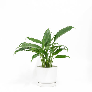 Peace Lily (S) in Ecopots