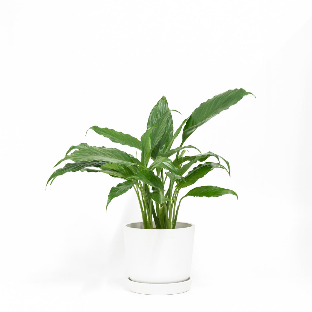 peace lily price philippines Peace Lily (S) in Ecopots – Shopleaf Plant Studio
