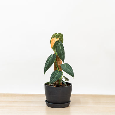 Philodendron Melanochrysum (S)