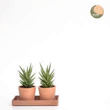 Load image into Gallery viewer, Sansevieria francisii (S) in Ecopots
