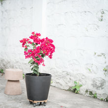 Load image into Gallery viewer, Bougainvillea