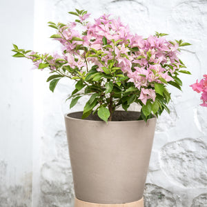 Bougainvillea