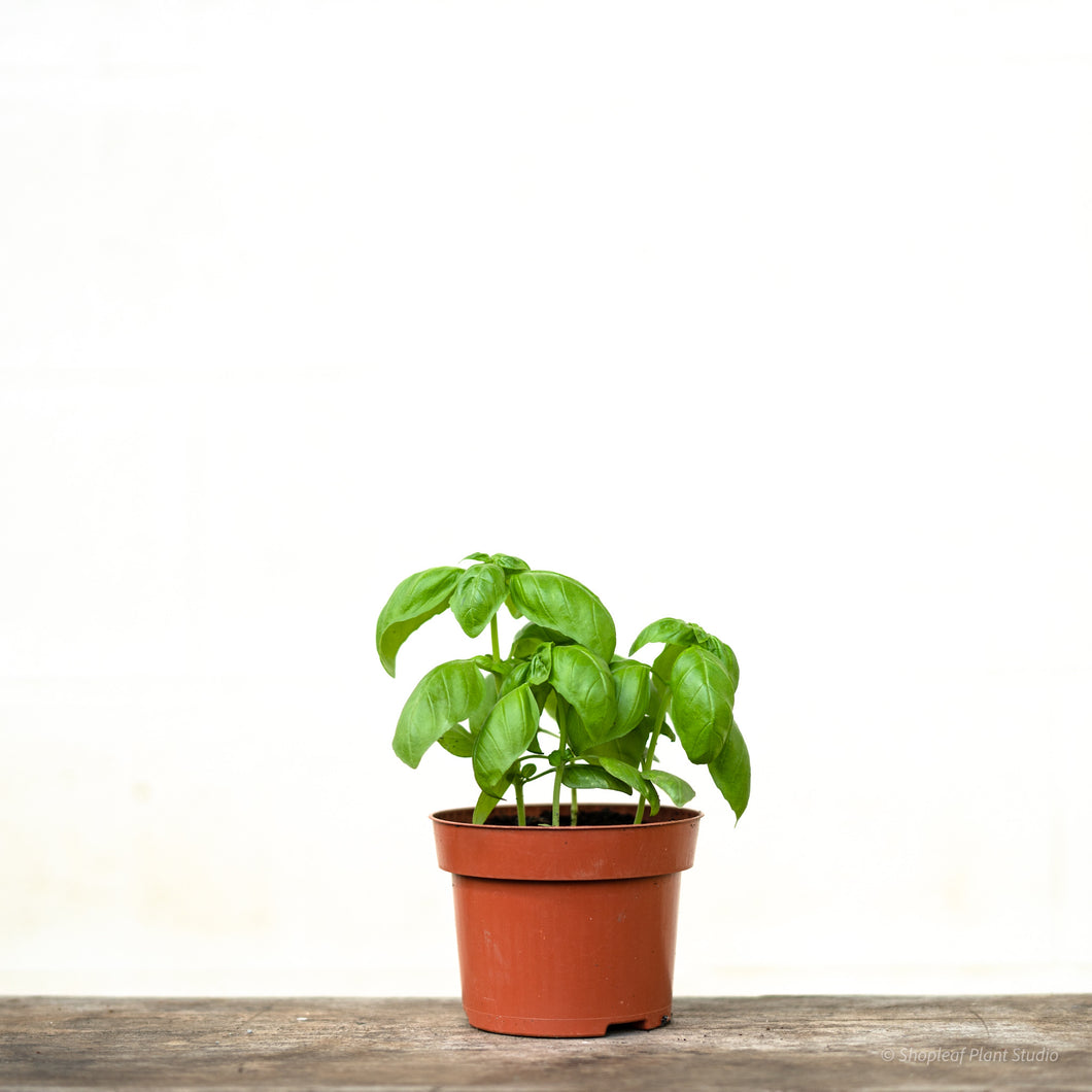 Sweet Basil in Nursery Pot