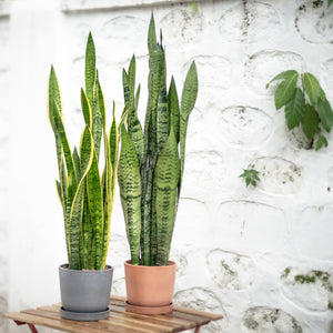 Green Snake Plant (L) in Ecopots