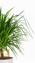 Load image into Gallery viewer, Dracaena cambodiana