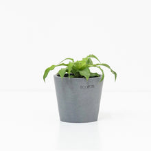 Load image into Gallery viewer, Cryptanthus Pure Green (XS)