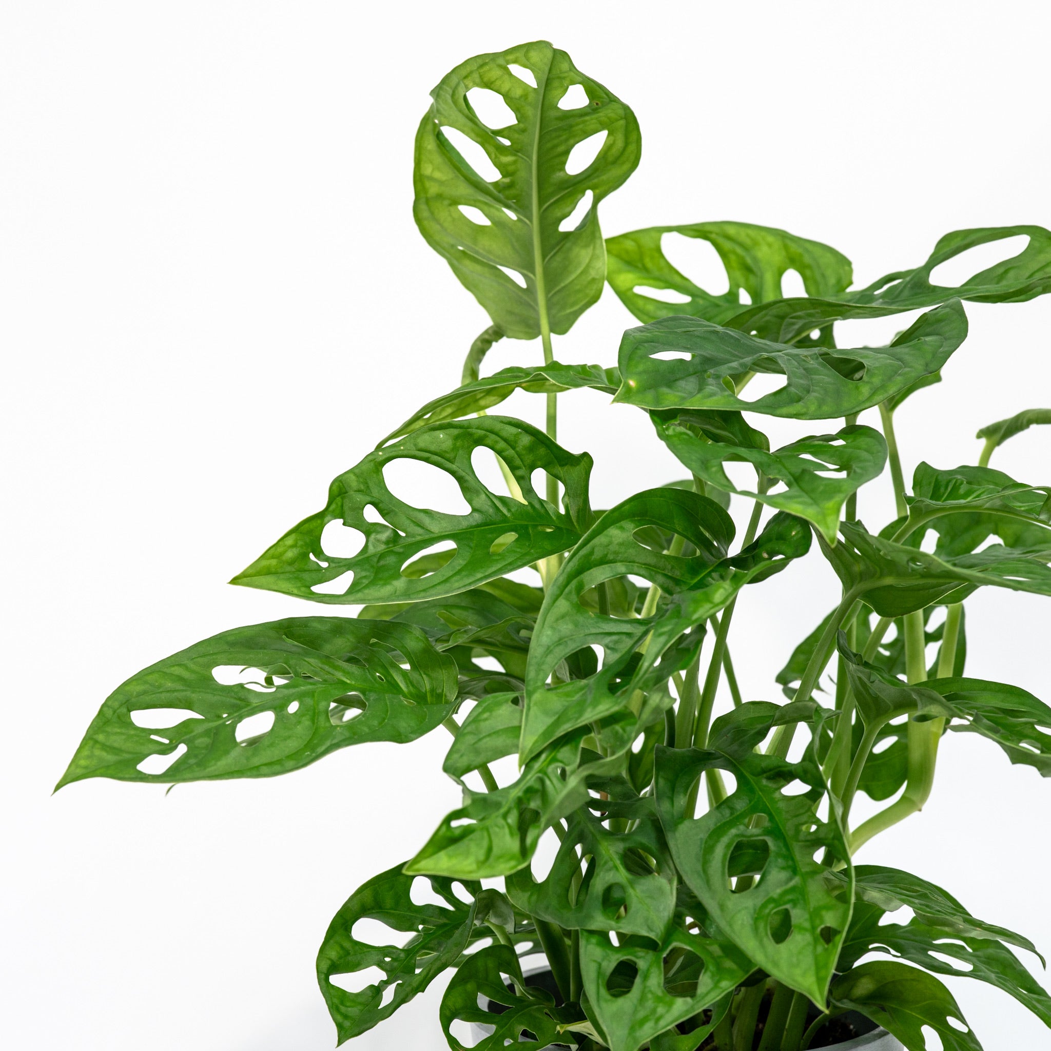 monstera adansonii philippines Monstera adansonii (M) in Nursery Pot – Shopleaf Plant Studio
