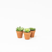 Load image into Gallery viewer, Succulent (XS)
