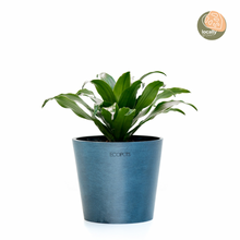Load image into Gallery viewer, Dracaena Janet Craig (S) in Nursery Pot
