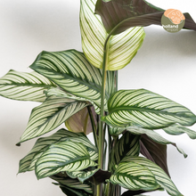 Load image into Gallery viewer, Calathea White Star (S)
